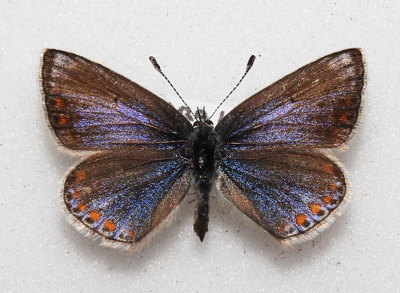 Polyommatus icarus (aberration) 4 (Internet Image property of respective owner, non-commercial use only)